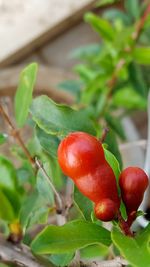 Close-up of red cherries on plant