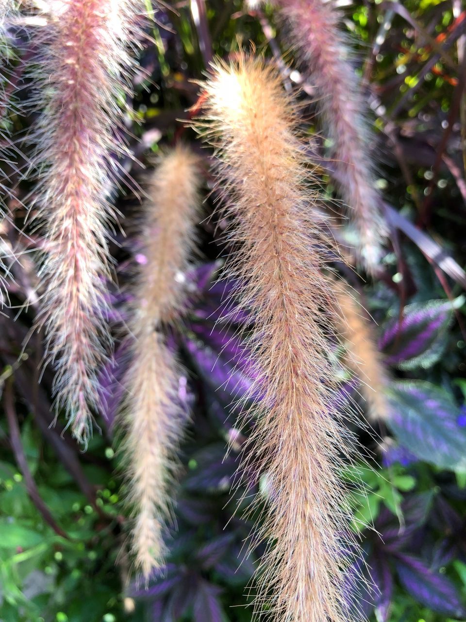 CLOSE-UP OF CACTUS GROWING ON FIELD