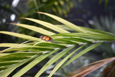 Close-up of ladybug on plant