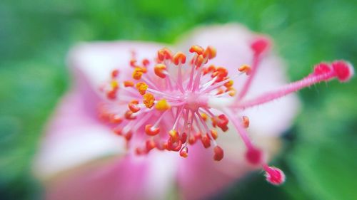 Close-up of pink flower