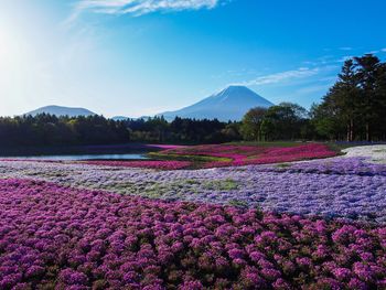 Pink flowers growing in field