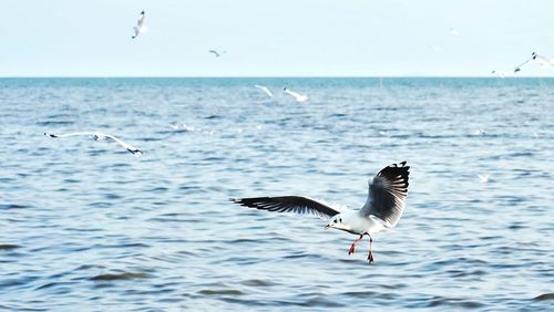 Seagulls flying over sea