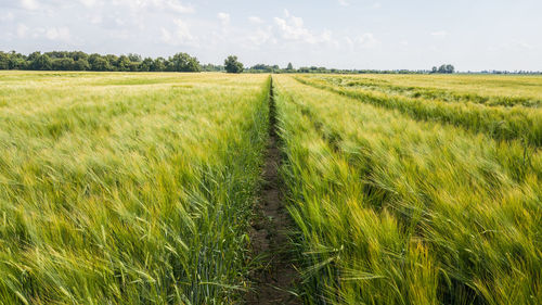 Scenic view of agricultural field against sky