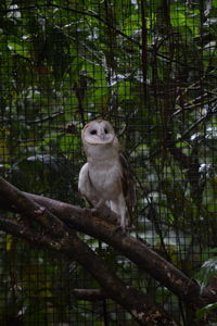 Monkey sitting on a tree
