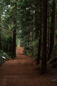 Trees growing in forest