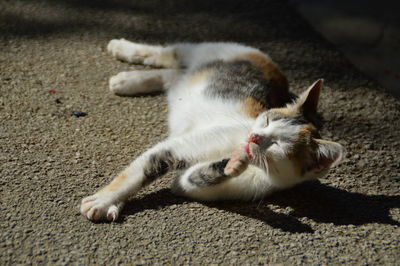 Close-up of cat sleeping