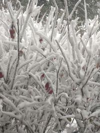 Full frame shot of frozen tree during winter