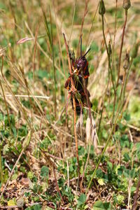 Close-up of insect on grass