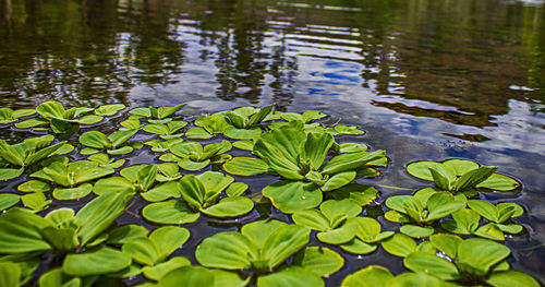 Reflection of trees in pond