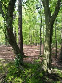 Trees in forest