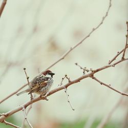 Close-up of bird perching on twig