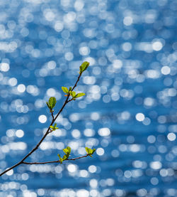 Fresh spring leaves on a blurred water background.