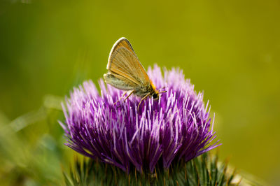 Close-up of butterfly pollinating on thistle