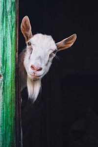 Close-up portrait of a rabbit