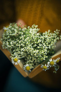 Close-up of white flowering plant on table