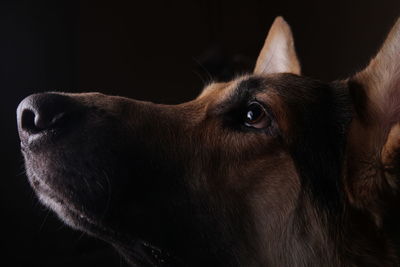 Close-up of dog looking away