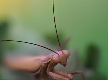 Close-up of insect on leaf