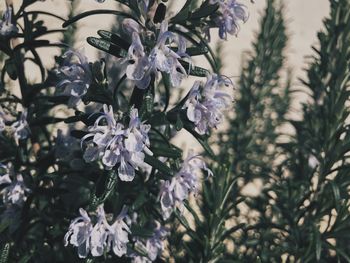 Close-up of purple flowering plants