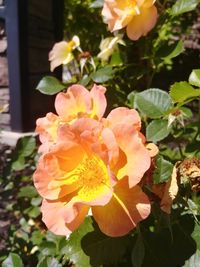 Close-up of yellow flowering plant
