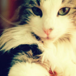 Close-up portrait of cat