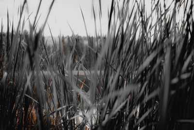 Close-up of stalks in field against sky