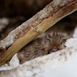 Close-up of lizard on branch