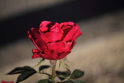 Close-up of red rose blooming outdoors