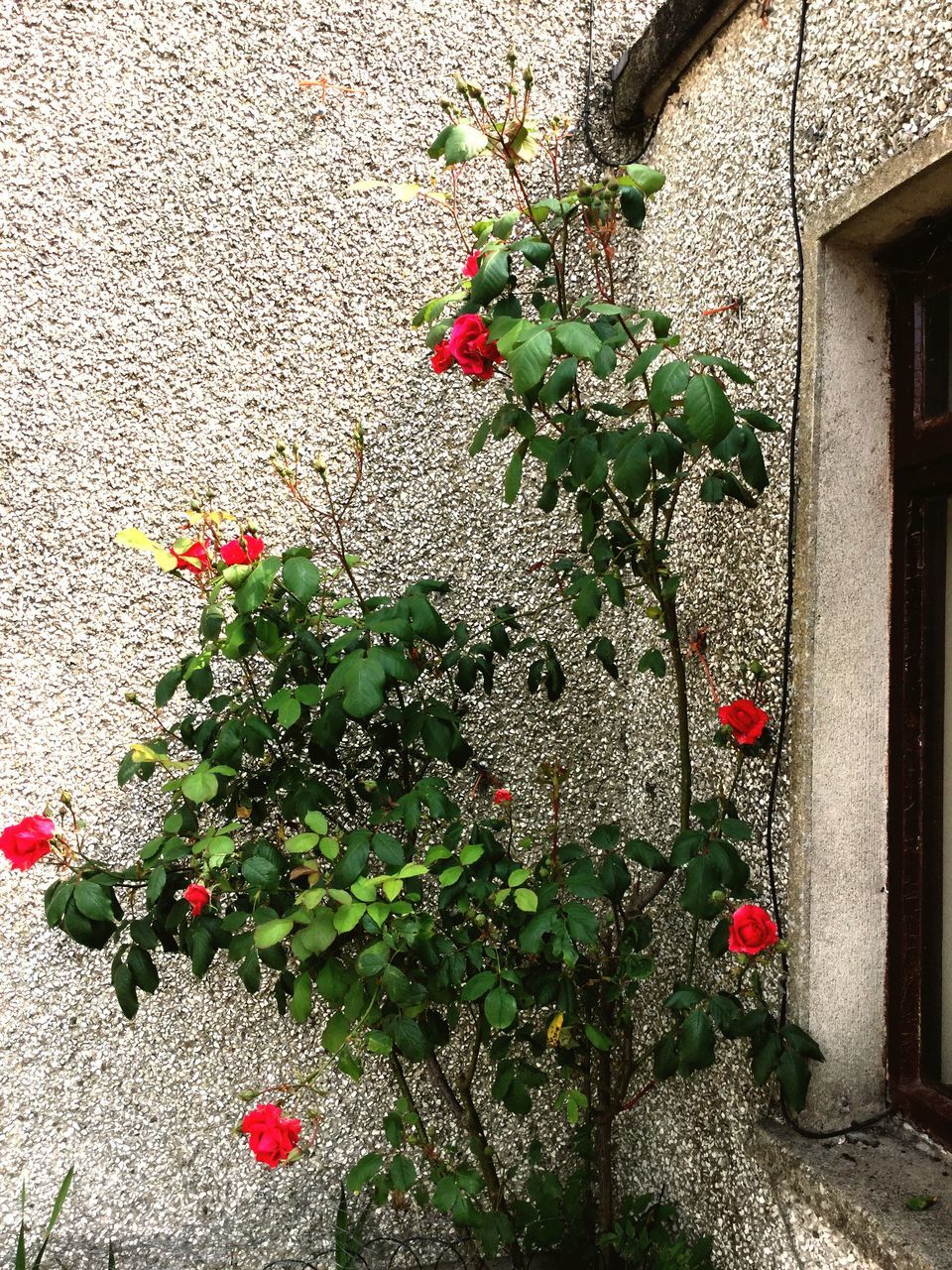 flower, red, freshness, plant, growth, fragility, building exterior, petal, built structure, wall - building feature, architecture, nature, leaf, blooming, in bloom, beauty in nature, day, growing, potted plant, no people