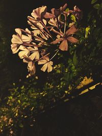 Close-up of flowers blooming outdoors