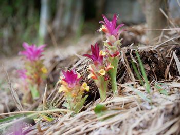 Close-up of pink crocus flowers on field