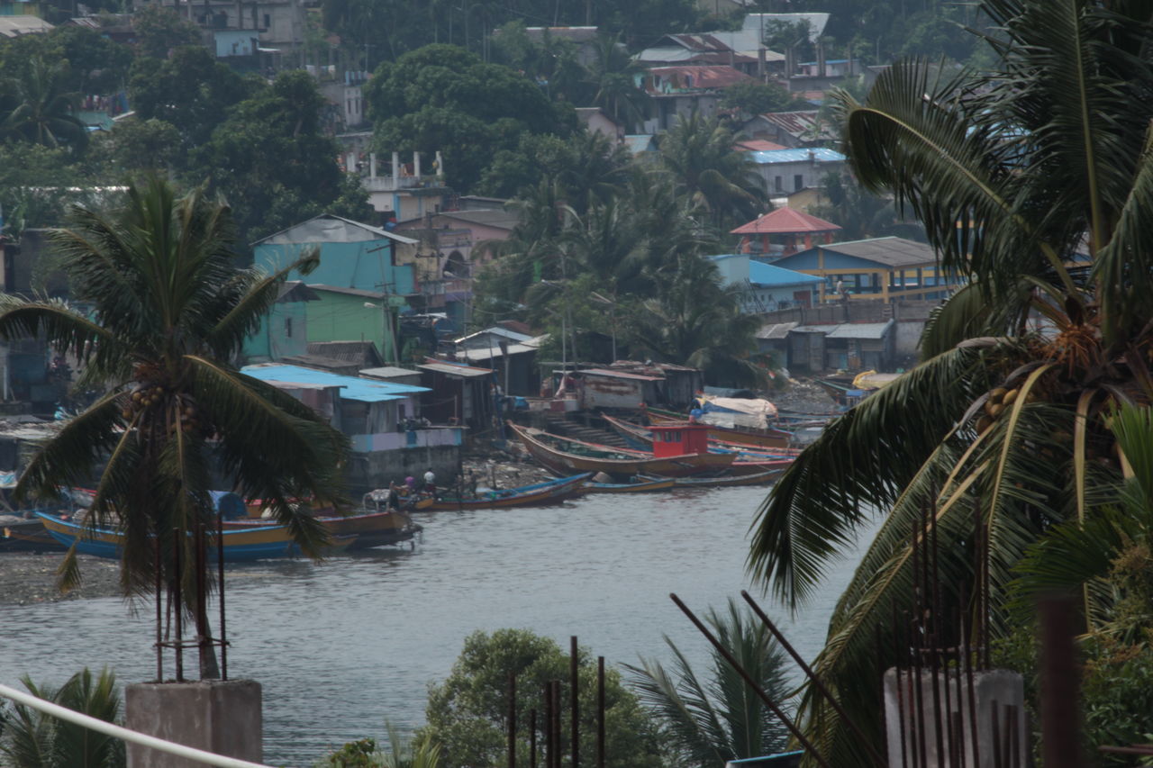 HIGH ANGLE VIEW OF PALM TREES AND BUILDINGS