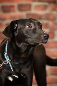 Close-up of dog looking away