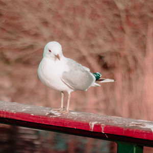 Close-up of seagull perching on railing