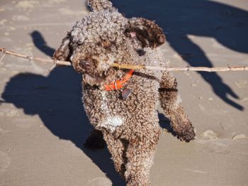 Dog on sand at beach