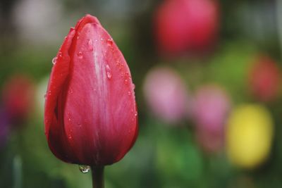 Close-up of red flower against blurred background