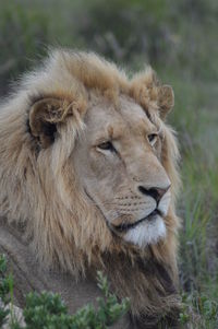 Close-up of lion