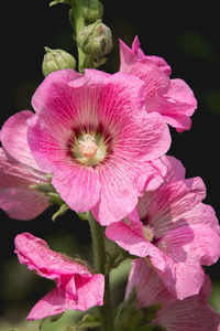 Close-up of pink flowers blooming outdoors
