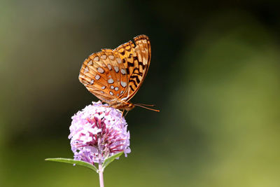 Close-up of butterfly pollinating on flower