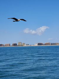 Seagull flying over sea