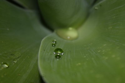 Close-up of raindrops on leaf