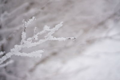 Airplane flying over snow against sky