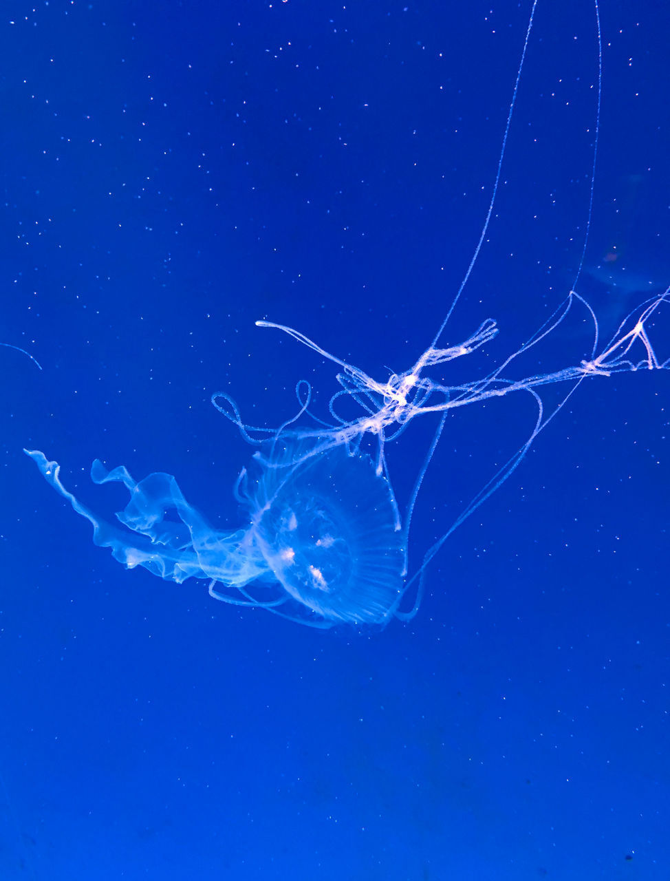 CLOSE-UP OF JELLYFISH