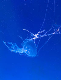 Close-up of jellyfish in sea