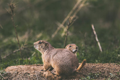 Close-up of squirrel on field