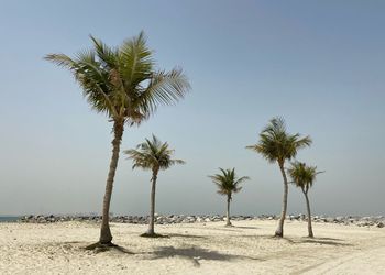 Palm trees on beach against clear sky