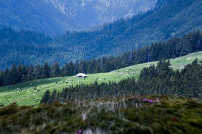 Scenic view of grassy field against sky