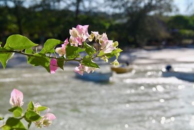 Close-up of pink flowering plant