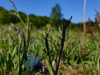 Close-up of flowering plant on field against sky