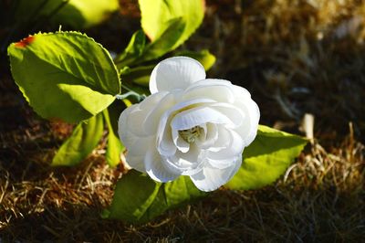 Silk flower laying on ground in cemetery near garave site