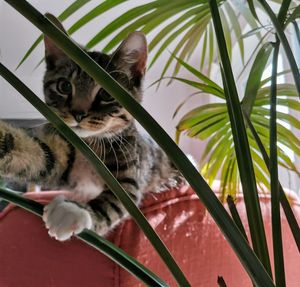 Portrait of cat on a plant